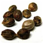 Семена марихуаны АК-47  (Seeds AK-47) в Морозовске